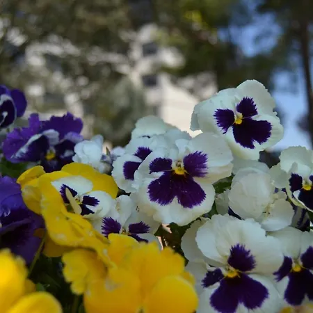 Hospedium Europa Centro 4*