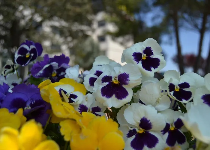 Hospedium Europa Centro 4*